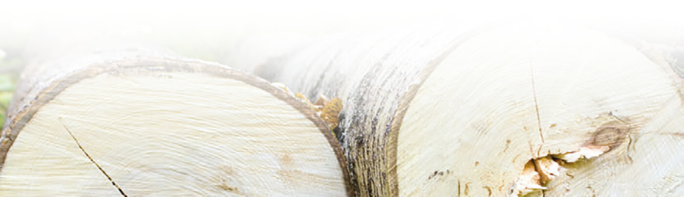 Birch logs