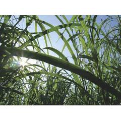Miscanthus