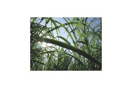 Miscanthus